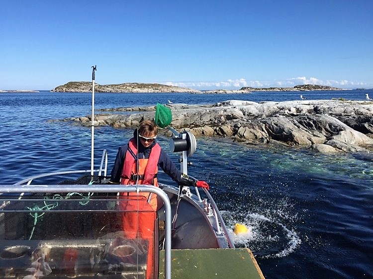 Sett dine egne krabbeteiner og hent opp de deiligste krabber fra skjærgården ved Bogøya i Frøya