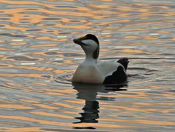 Skjærgårdssafari Frøya