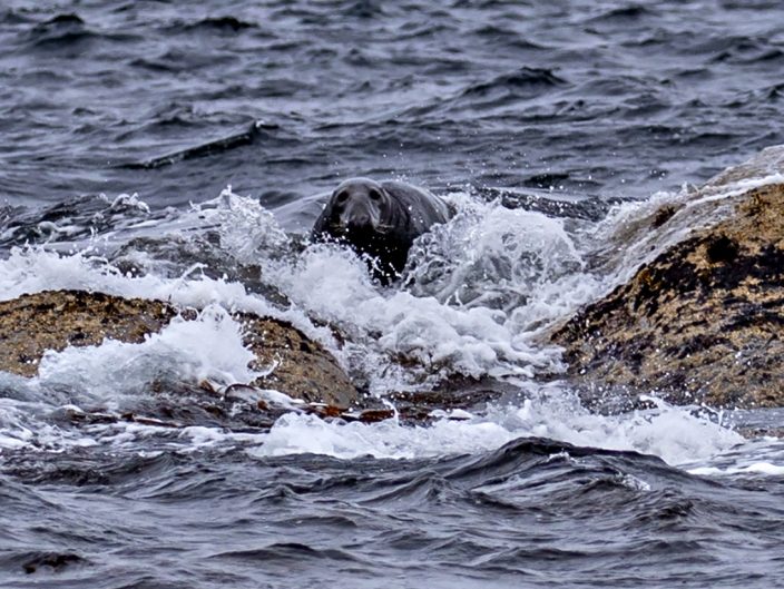 Havert i Froan, Frøyas skjærgård