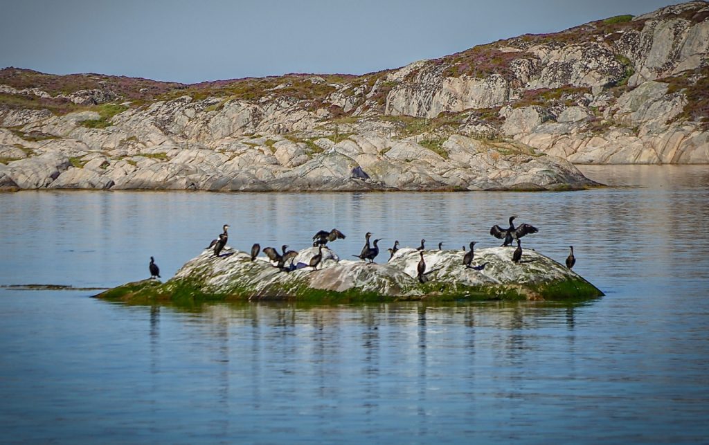 Skarv i Froan, Frøyas Øyrekke.