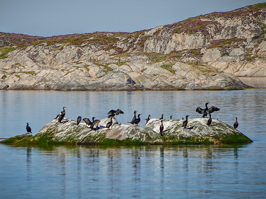 Øyhopping og skjærgårdssafari på Trøndelagskysten