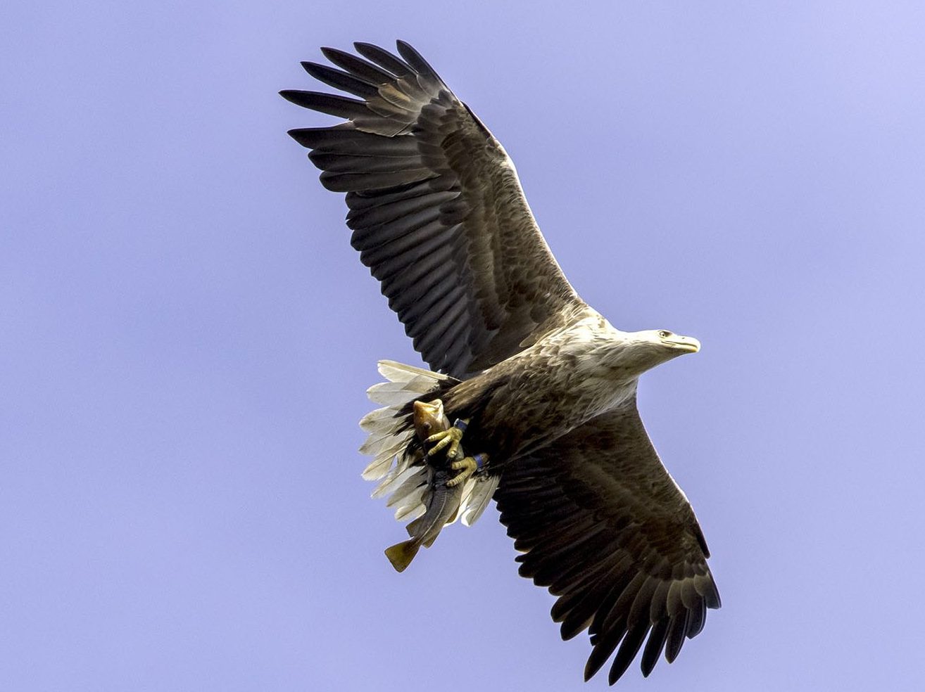 Havørn, øyhopping og skjærgårdssafari på Trøndelagskysten