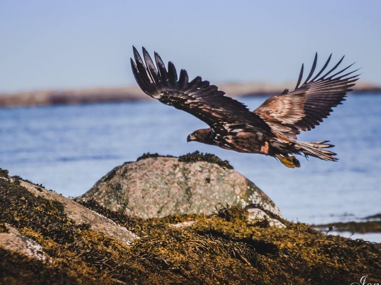 Skjærgårdssafari i Øyrekka, Frøya på Trøndelagskysten