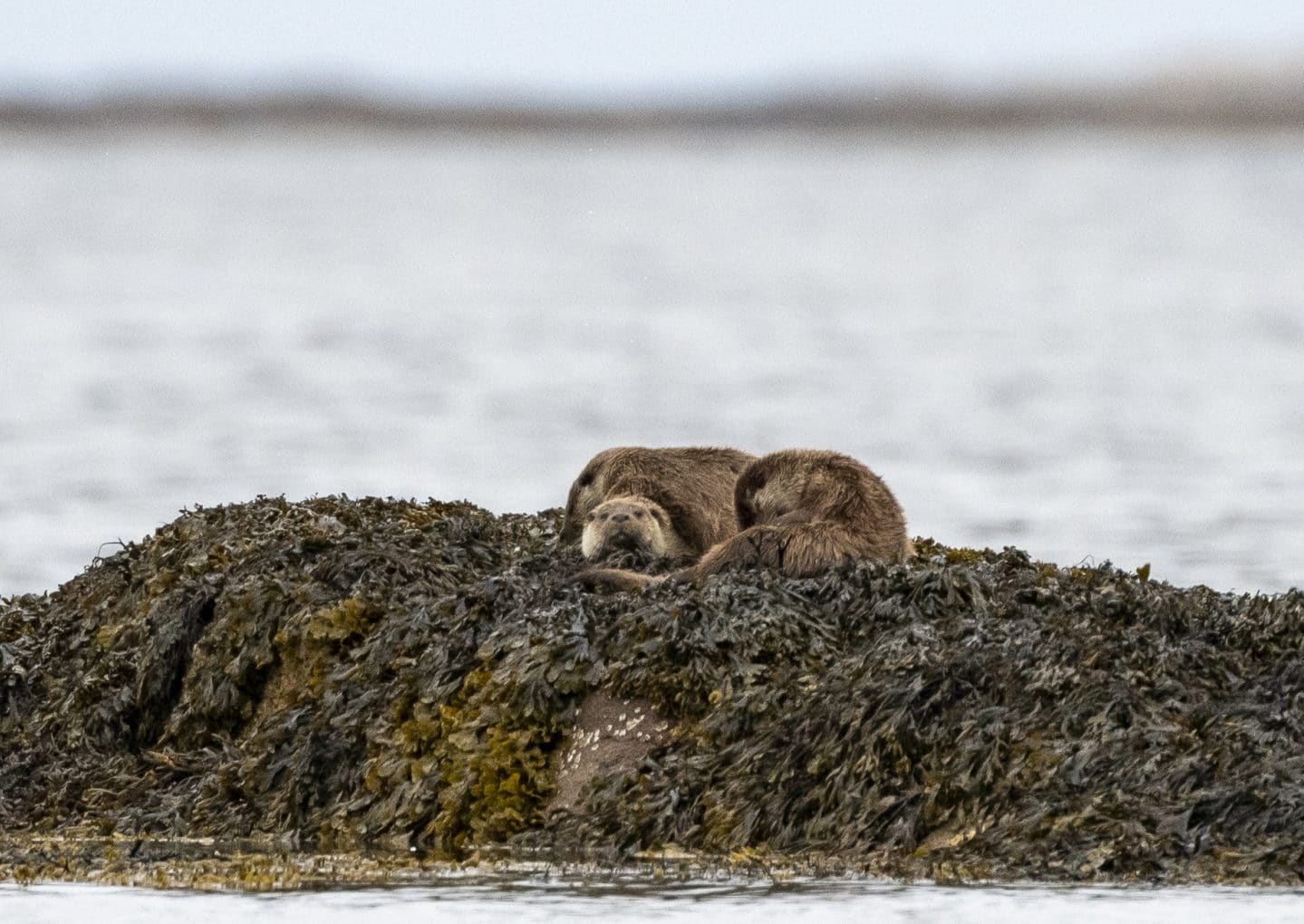 Øyhopping og fototurer til Halten og Froan, Trøndelag