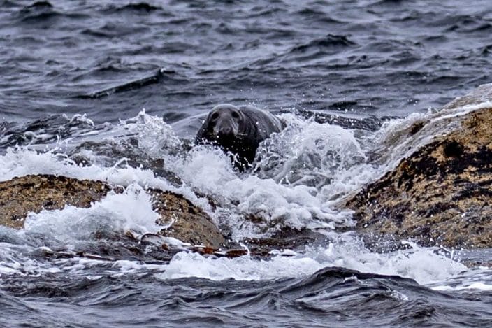 Havert i Froan, Frøyas skjærgård